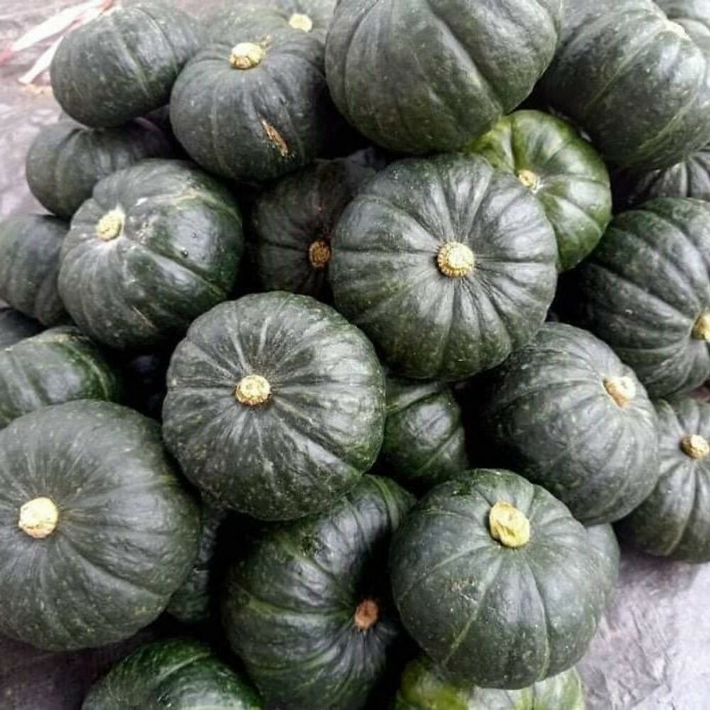 Hạt giống Bí Tròn Lai F1 Rado 555