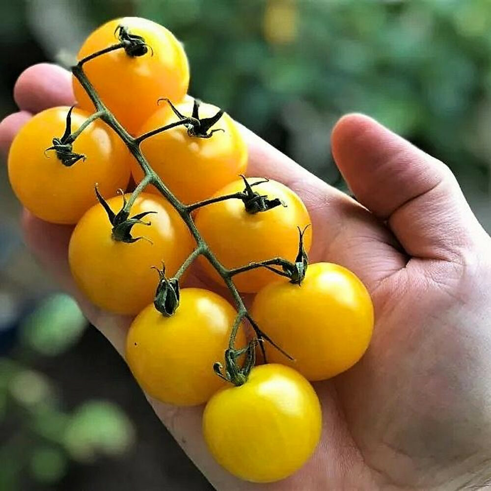 hat-giong-ca-chua-cherry-vang-ngot-lai-f1-rado-403