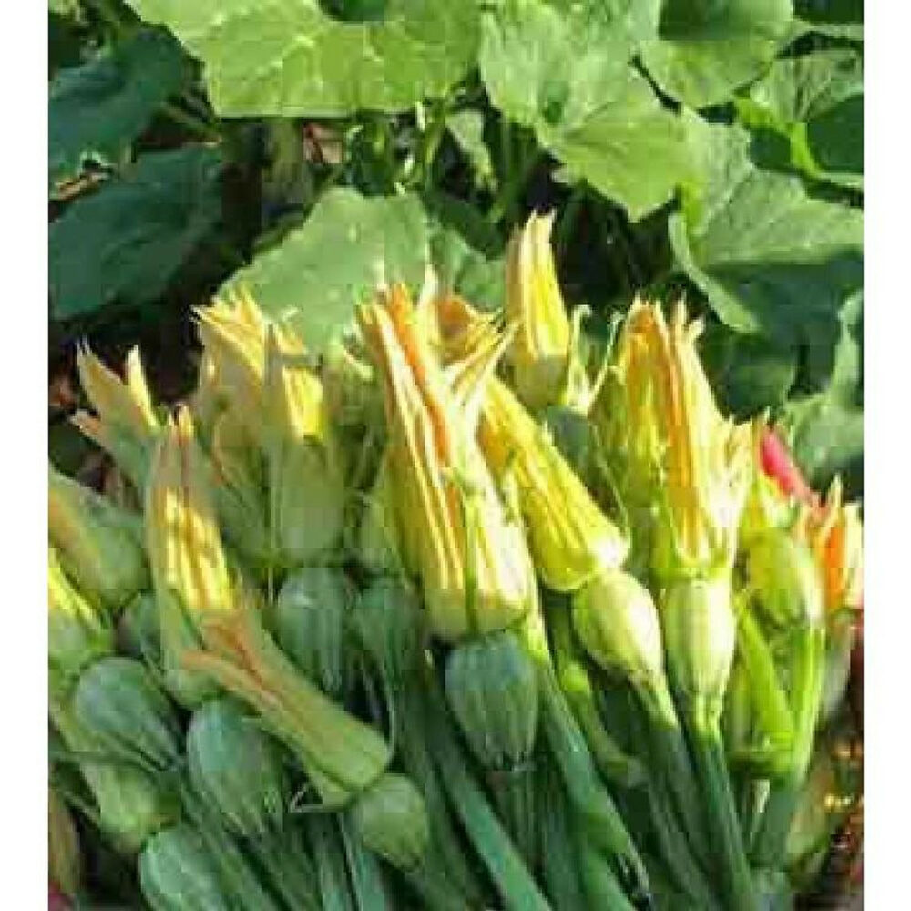 Hạt giống Bí Nụ Lai F1 Gita 33