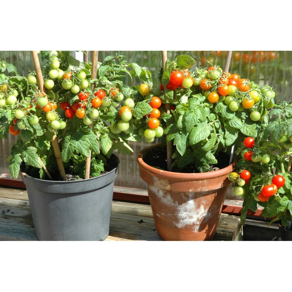 Hạt giống Cà Chua Bi lùn Lai F1 Rado 641