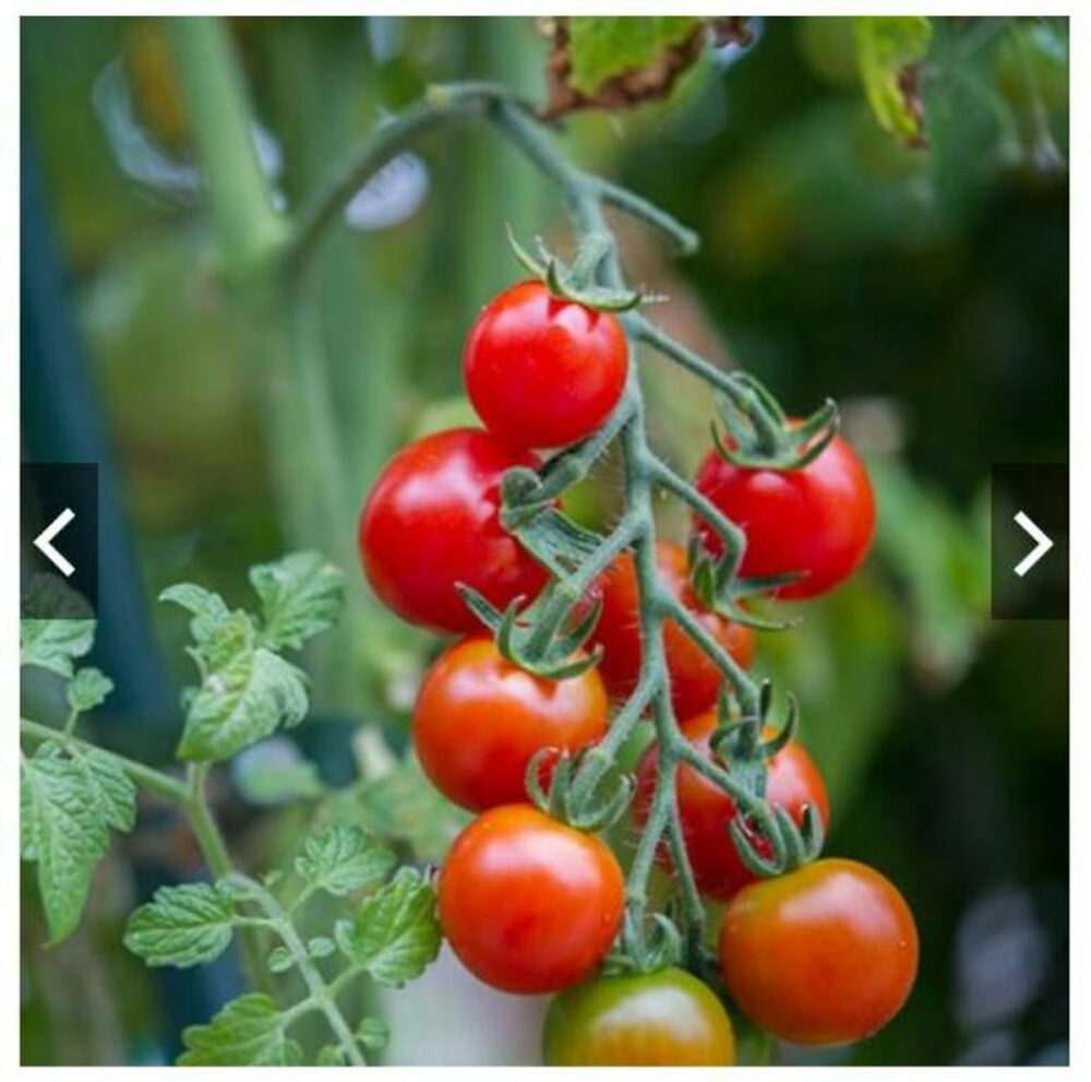 hat-giong-ca-chua-cherry-do-lai-f1-rado-604