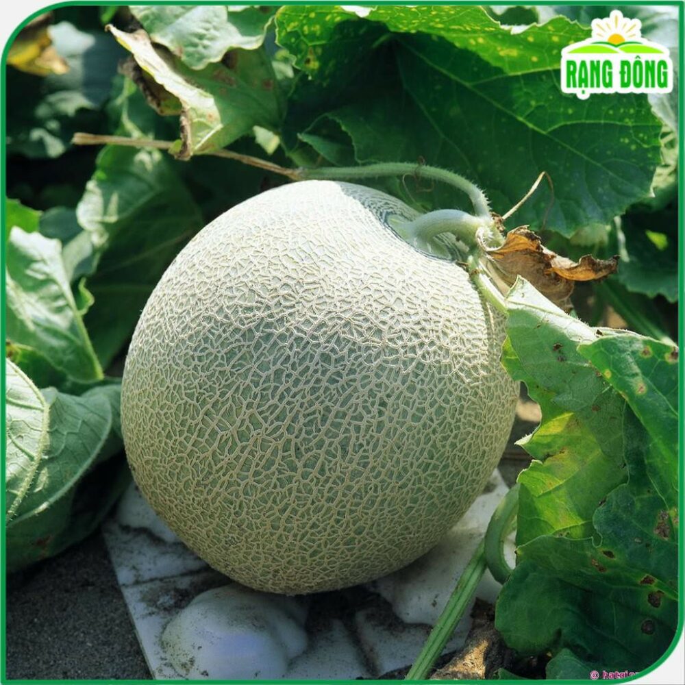 Hạt giống Dưa Lưới F1 Rado 153