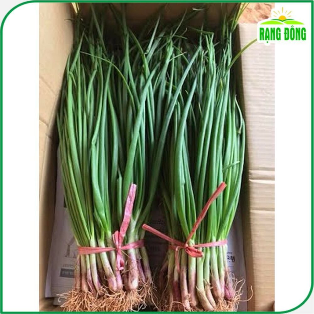 Hạt giống Hành Hương Chịu Nhiệt Rado 215