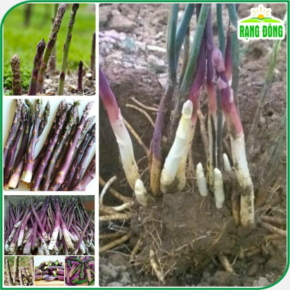 Hạt giống Măng Tây Tím Rado 682