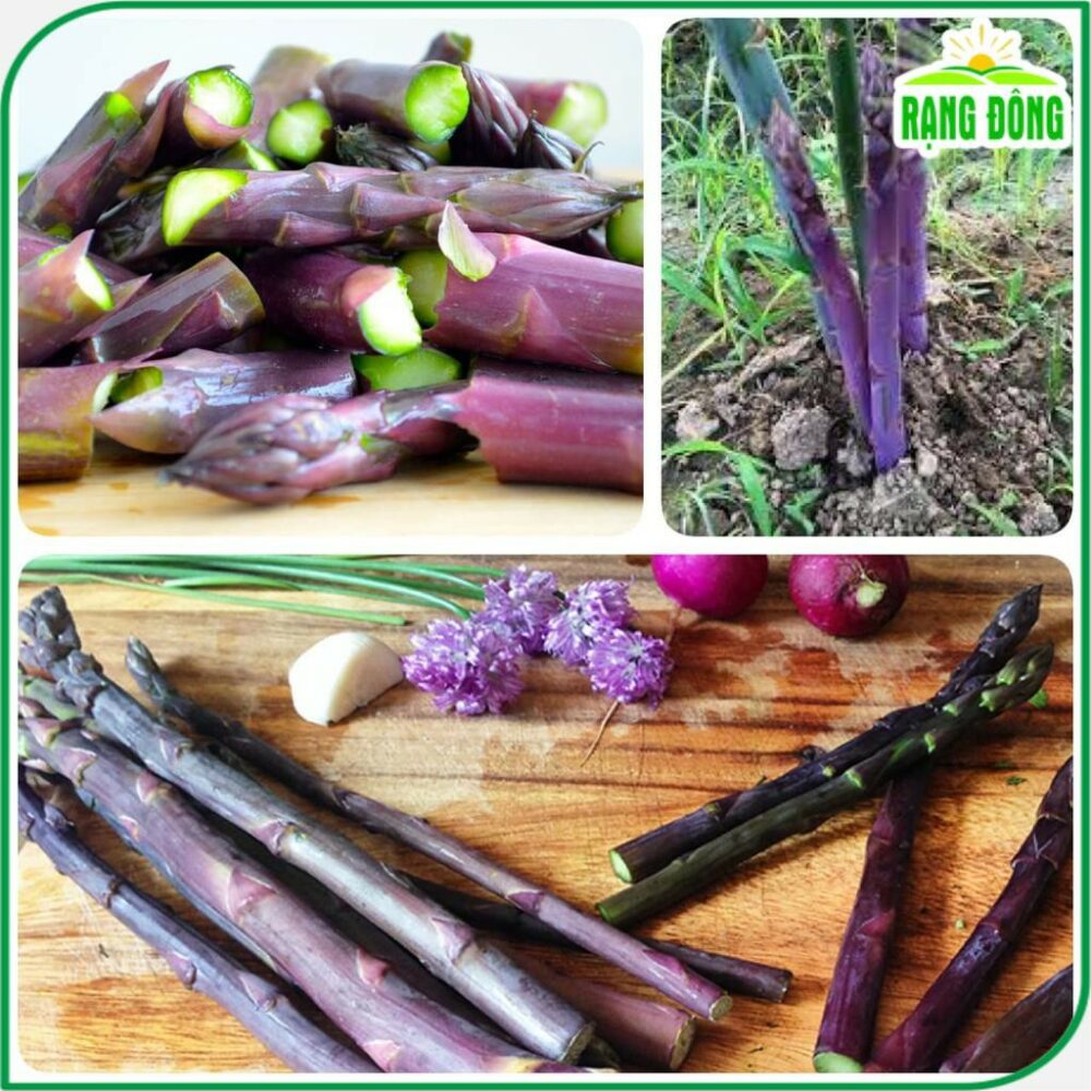 Hạt giống Măng Tây Tím Rado 682