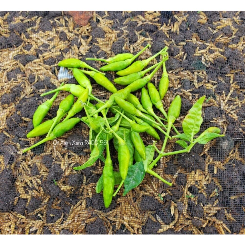 Hạt giống Ớt Xiêm Xanh Rado 531