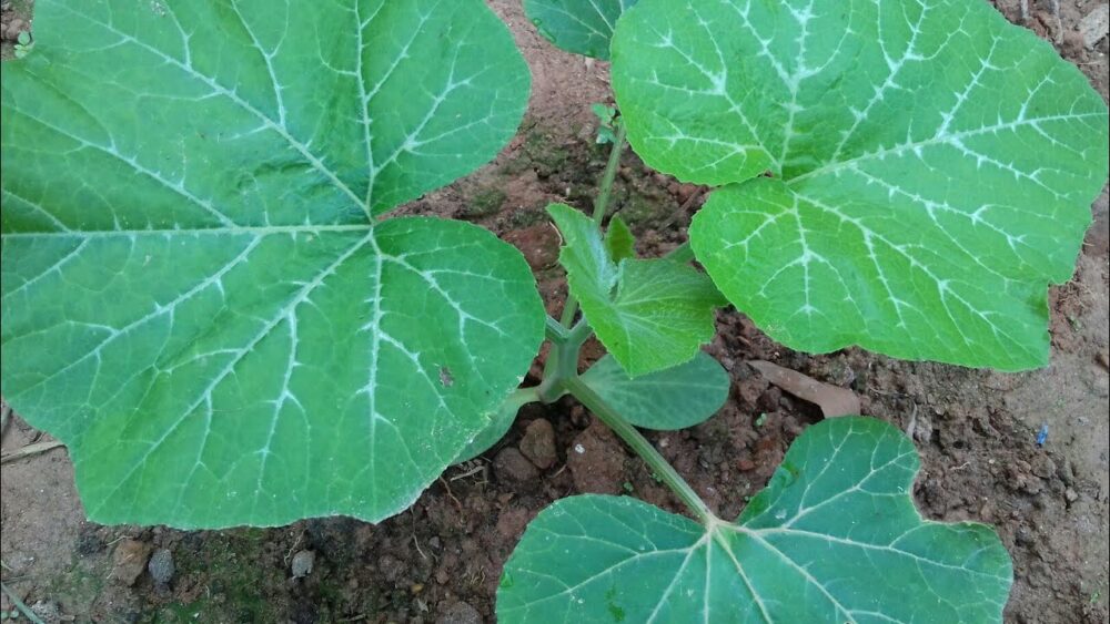 Hạt giống Bí Siêu Ngọn Rado 011