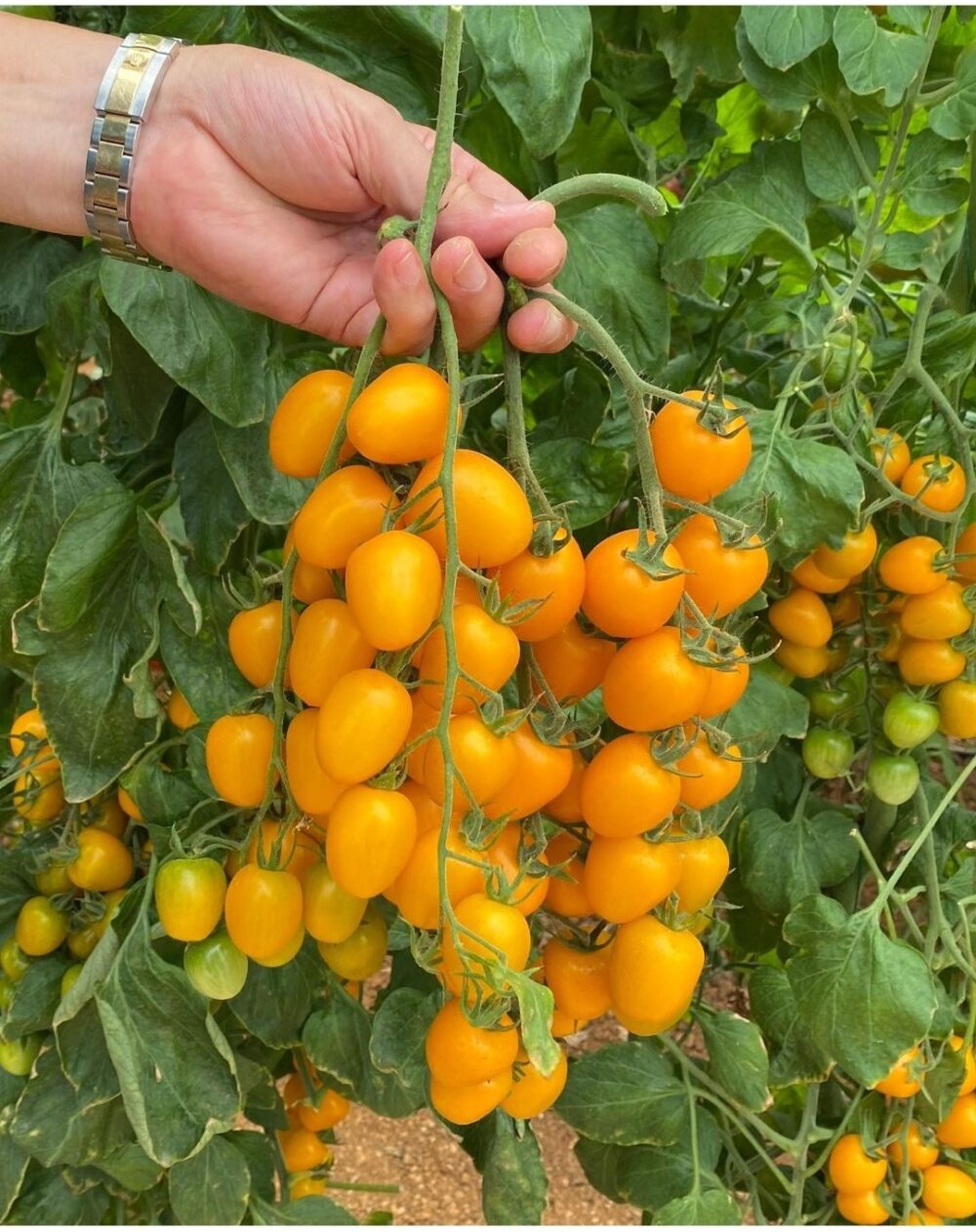 hạt giống Cà Chua Cherry Vàng Lai F1 Rado 645
