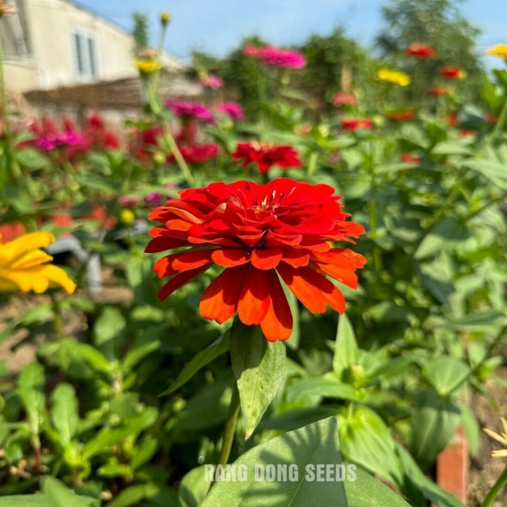 Hạt giống Hoa Cúc Lá Nhám Cao Nhiều Màu Giant Zinnia 223