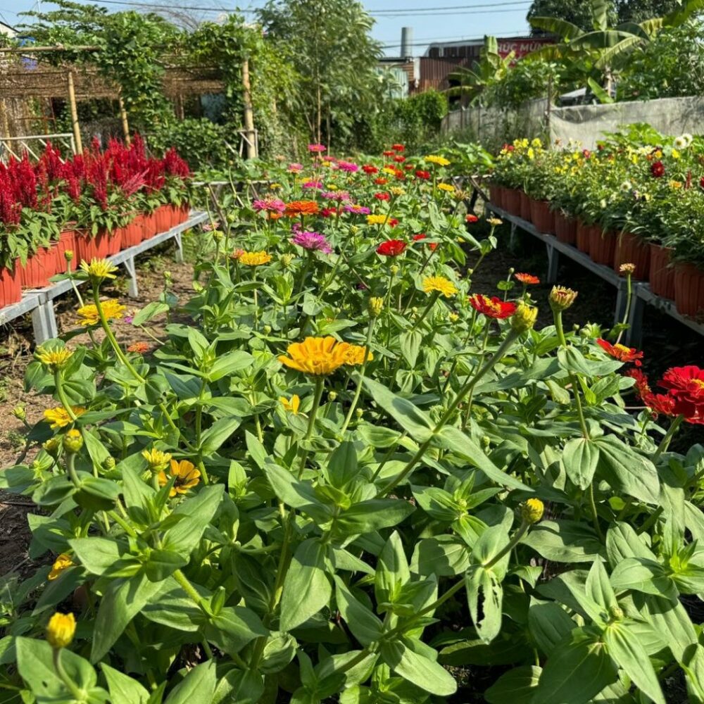 Hạt giống Hoa Cúc Lá Nhám Cao Nhiều Màu Giant Zinnia 223