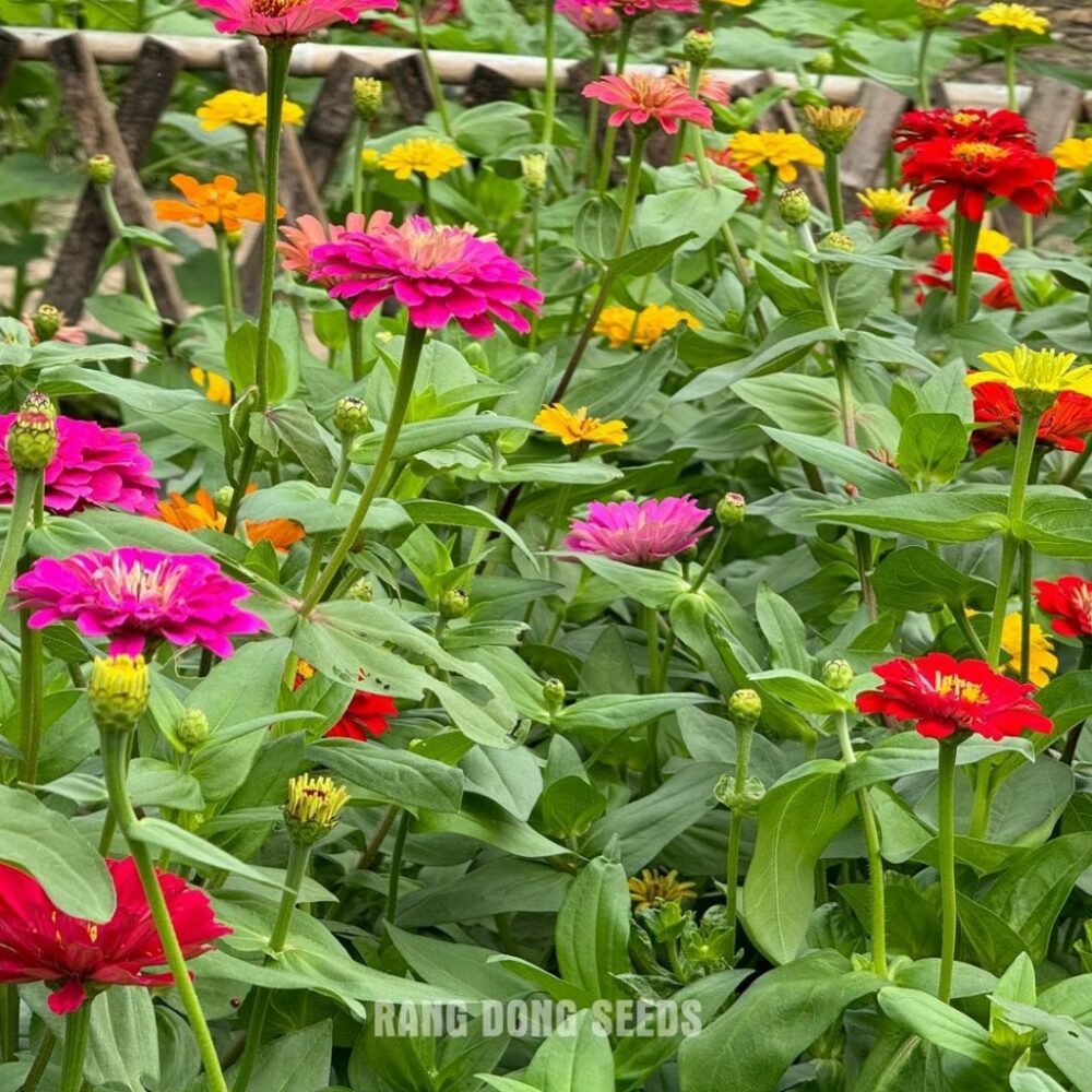 Hạt giống Hoa Cúc Lá Nhám Cao Nhiều Màu Giant Zinnia 223