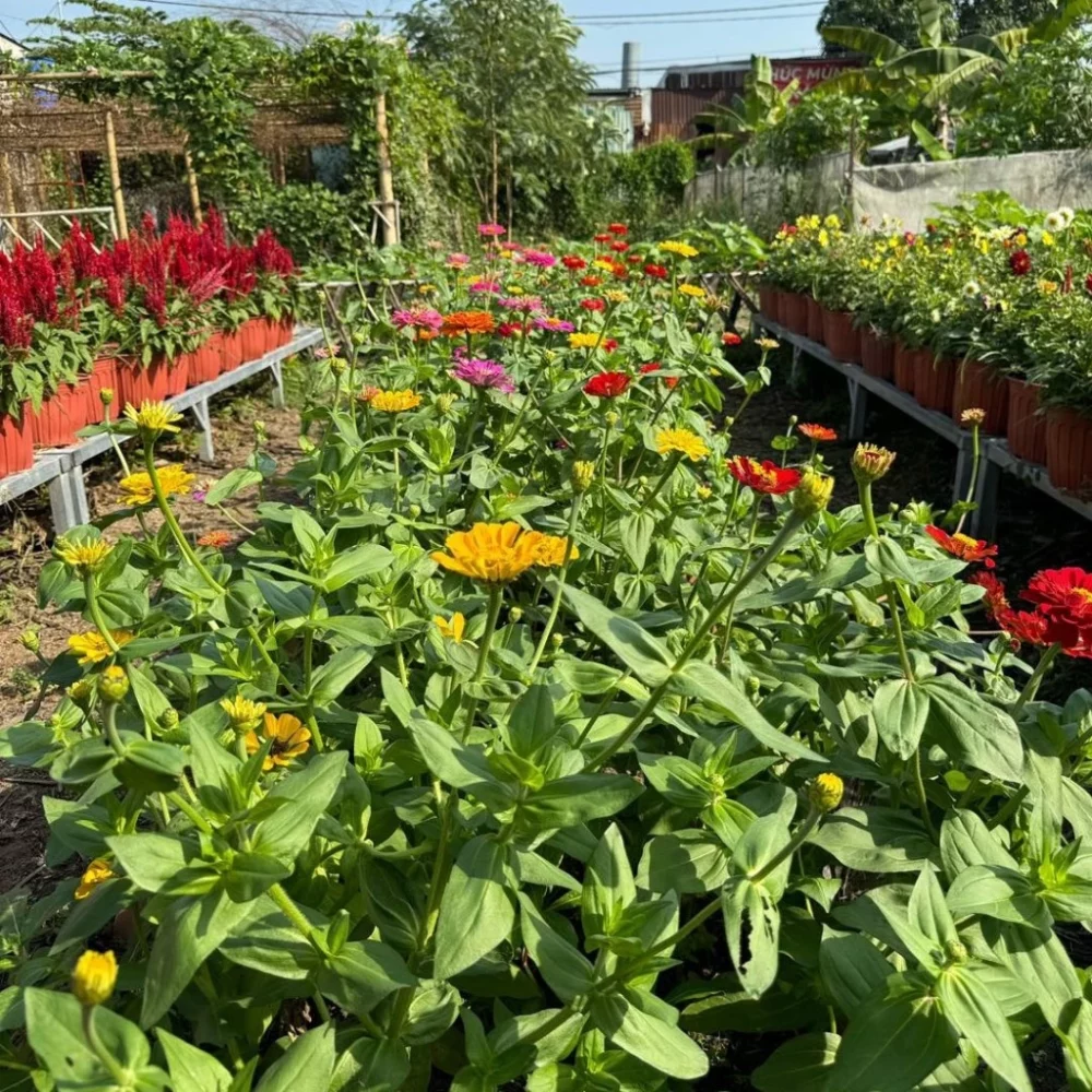 Hạt giống Hoa Cúc Lá Nhám Cao Nhiều Màu Giant Zinnia 223