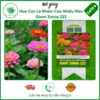 Hạt giống Hoa Cúc Lá Nhám Cao Nhiều Màu Giant Zinnia 223