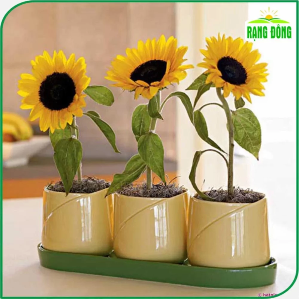 Hạt giống Hoa Hướng Dương Lùn Rd 859