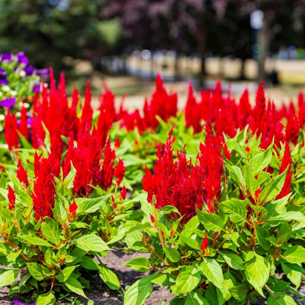 Hạt giống Hoa Mào Gà Đuôi Phụng Rd 815