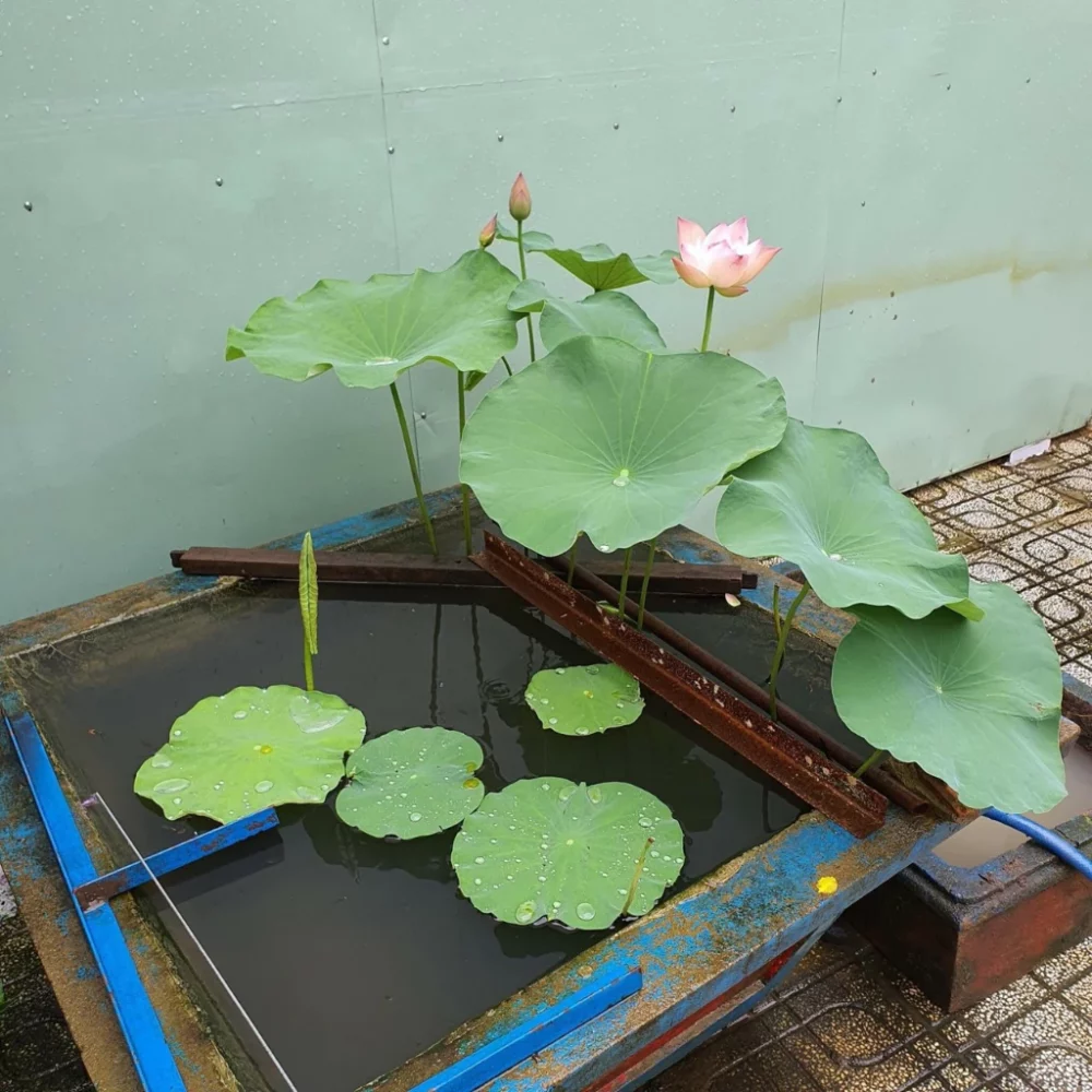 Hạt giống Hoa Sen Mini Nhiều Màu Rd 846