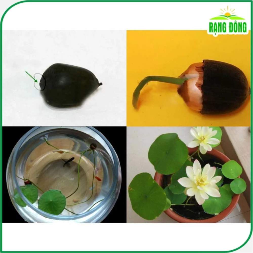 Hạt giống Hoa Sen Mini Nhiều Màu Rd 846