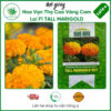 Hạt giống Hoa Vạn Thọ Cao Vàng Cam Lai F1 TALL MARIGOLD 927